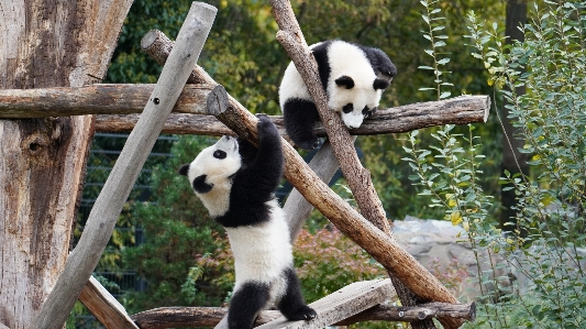 Foto Zoo di berlino
 berlino panda