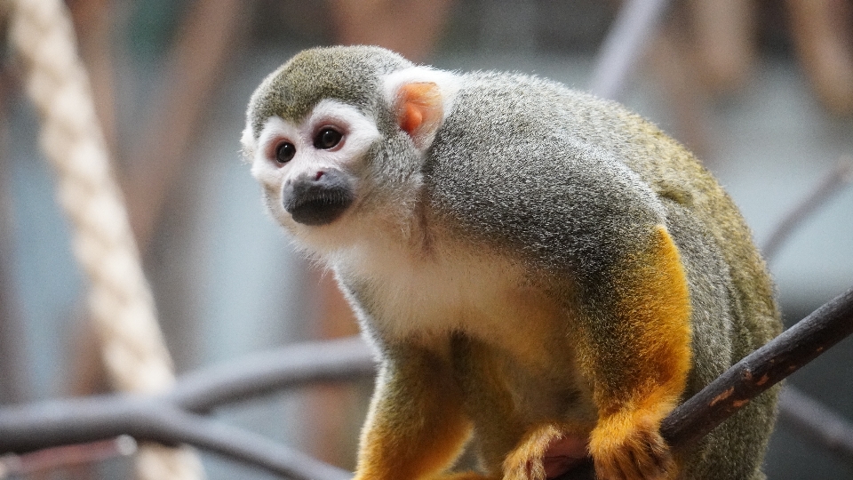 Zoo de berlin
 berlin singe
