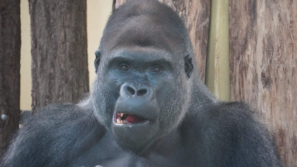 Zoo berlin gorilla