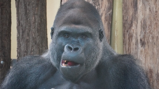 Foto Zoo di berlino
 berlino gorilla