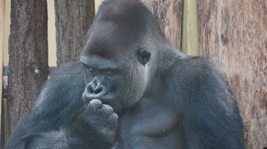 Foto Zoo di berlino
 berlino gorilla