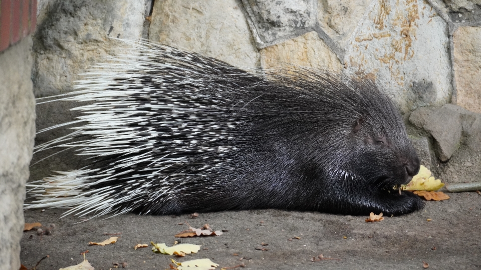 ベルリン動物園
 動物園 ベルリン ヤマアラシ
