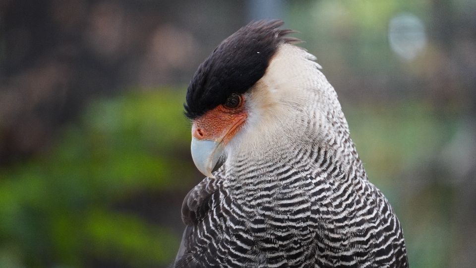 Zoológico de berlín
 zoo berlina ave rapiña
