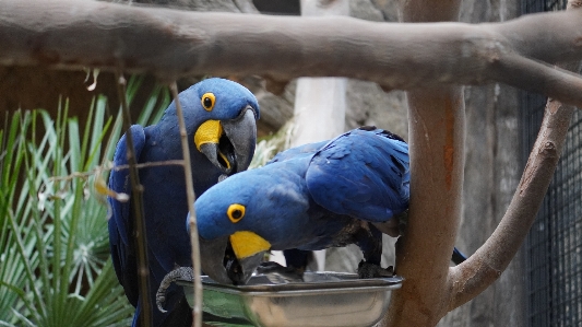 Zoo berlin blau Photo