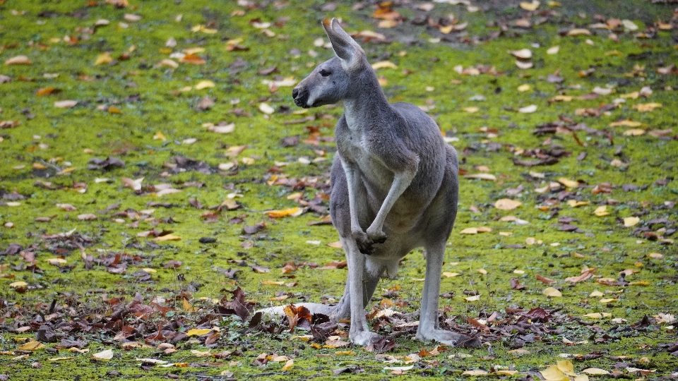 Zoológico de berlim
 jardim berlim rugiu
