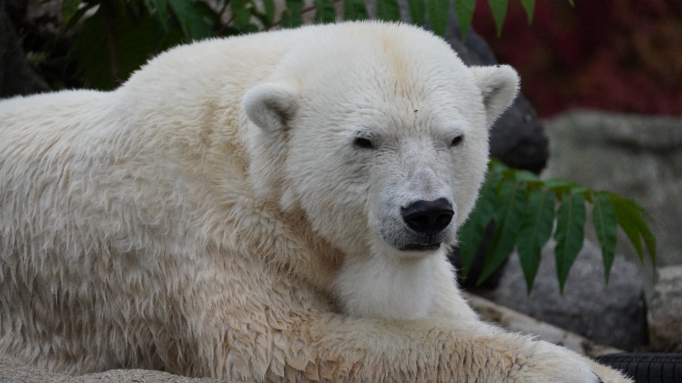 Zoo berlin
 berlin eisbär
