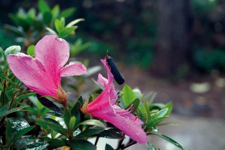 Foto Flor rosa
 inseto plantas vaga-lume