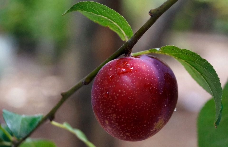 Ameixa fruta verde vermelho