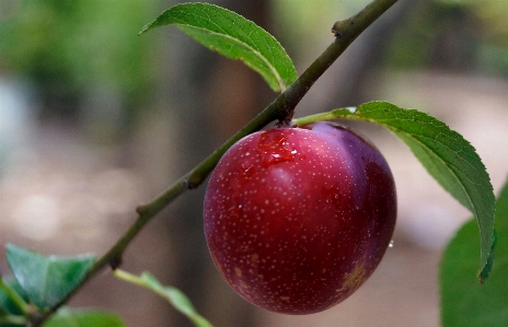 Photo Prune fruit vert rouge