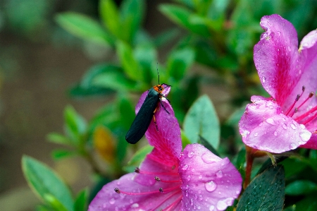 Firefly pink flower green Photo