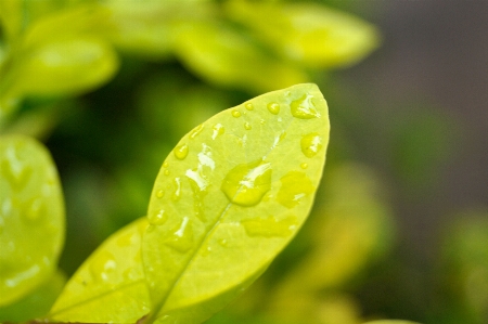 Leaf rain green yellow Photo