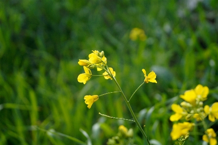 Foto Flor amarilla
 canola
 natural amarillo