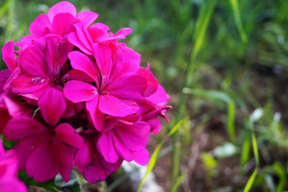 Pinke blumen
 fuchsie
 grün feld