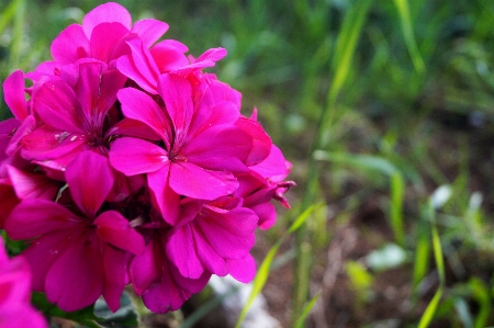 Foto Bunga-bunga merah muda
 fuchsia
 hijau bidang