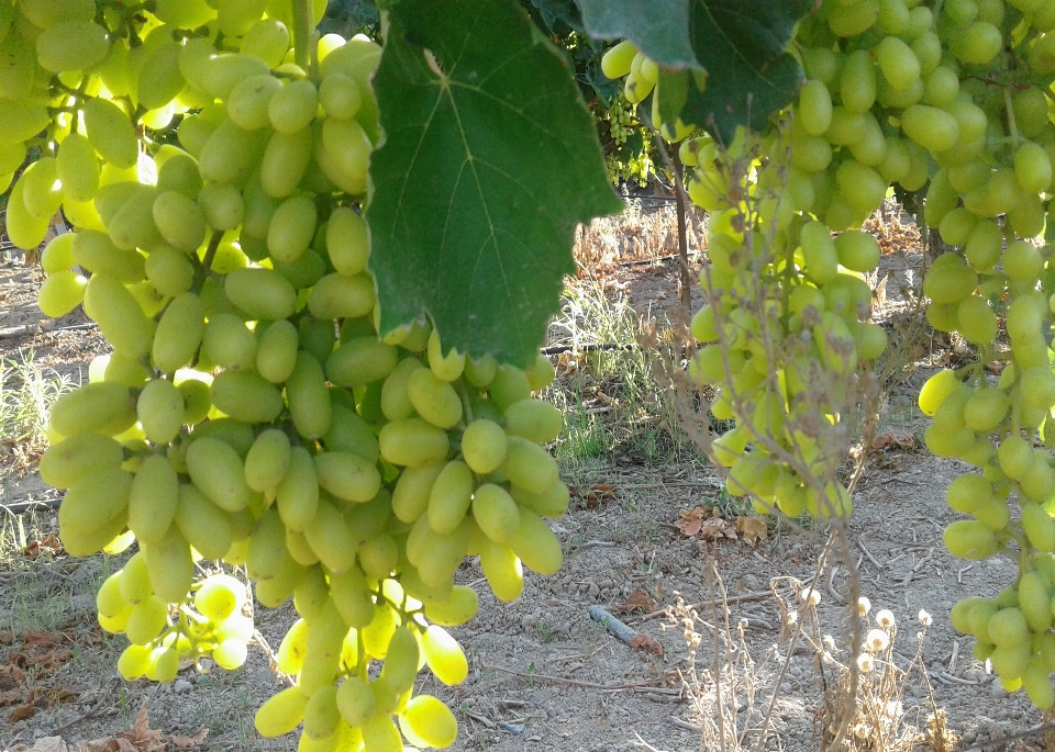 Vine grape leaves plant