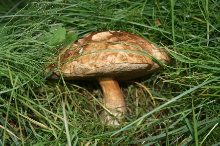 Groß pflanzengemeinschaft
 anlage pilz Foto