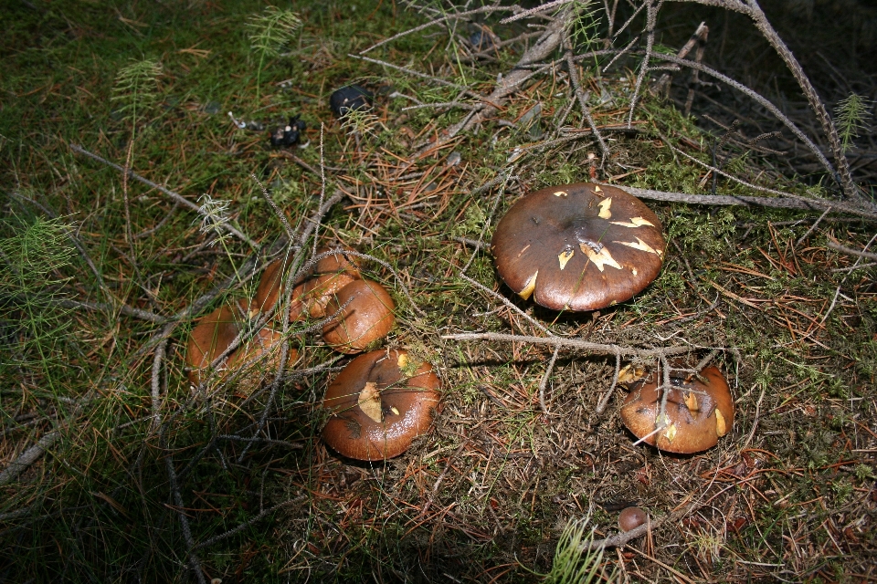 Champignons champignon organisme usine