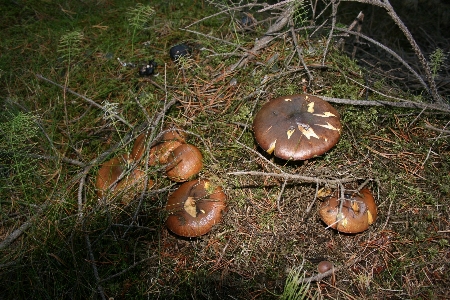 Foto Funghi fungo organismo pianta