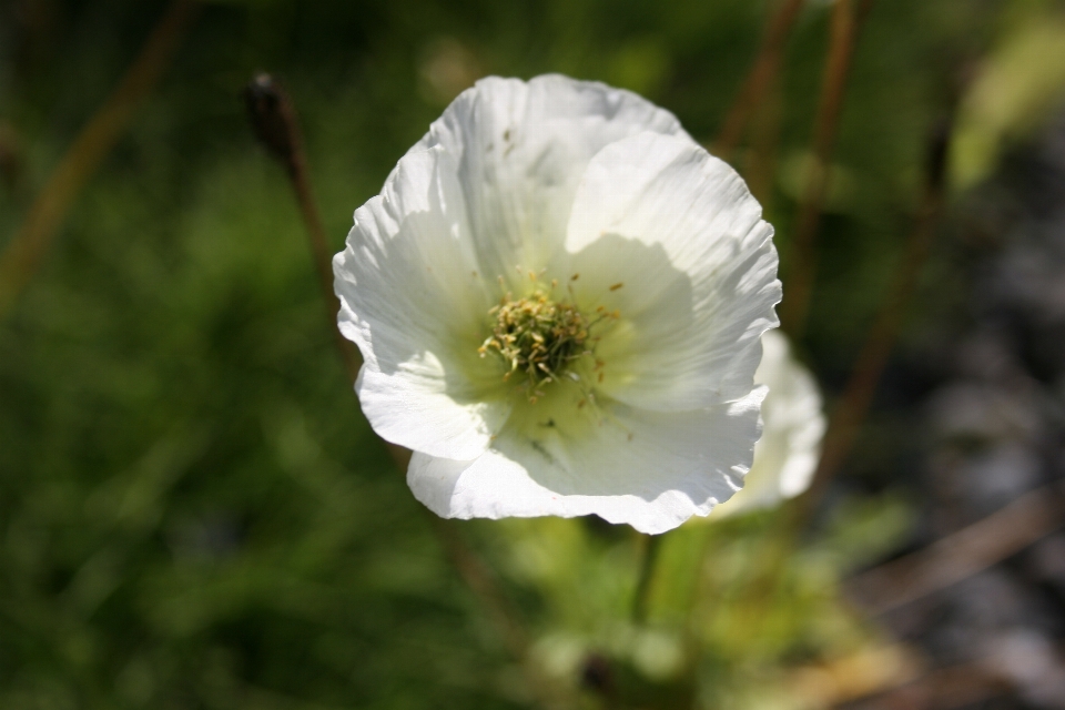 Blume anlage blütenblatt krautige pflanze
