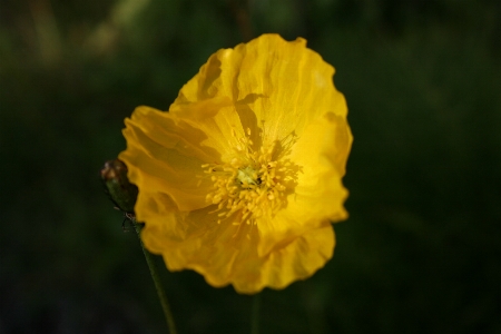 花 植物 花弁 草本植物
 写真