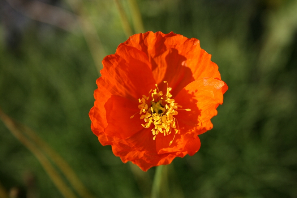 Flower plant petal flowering