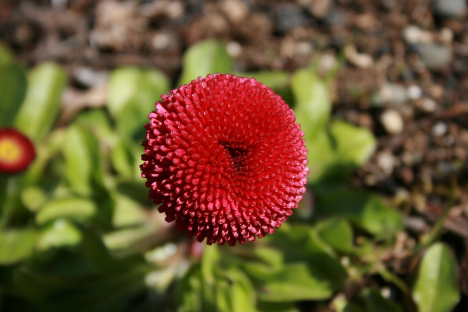 Flor plantar pétala planta terrestre
