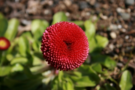 Blume anlage blütenblatt landpflanze
 Foto