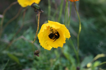 Flower pollinator plant petal Photo