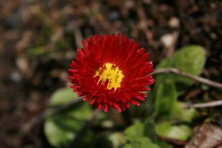 Foto Flor plantar pétala planta herbácea
