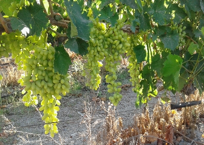 Grape vine leaf leaves Photo