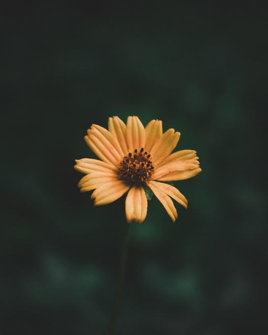 Flor amarelo plantar pétala