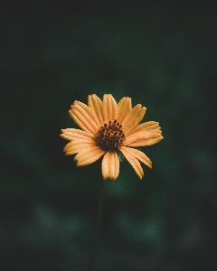 花 黄色 植物 花弁 写真