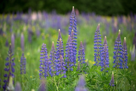 Blume anlage landpflanze
 krautige pflanze
 Foto