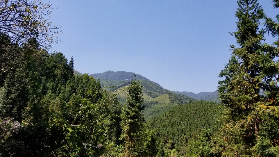 Himmel baum berg pflanzengemeinschaft
