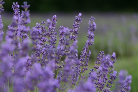 花 植物 紫 バイオレット 写真