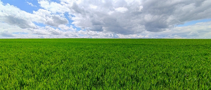 Blue sky grass green Photo