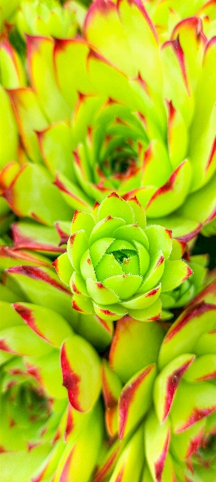 花 緑 植物 花弁