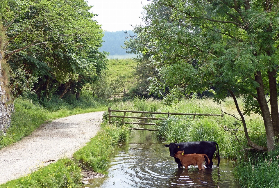 Cows bridge stream water