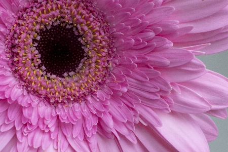 Flower daisy pink petal Photo