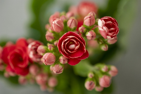 Flower petal red green Photo