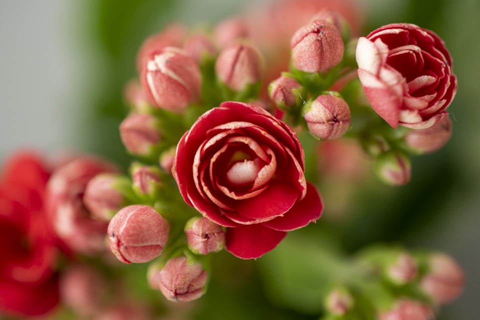 Flower leaf petal red