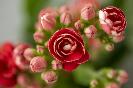 Flower leaf petal red Photo