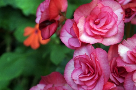 Flower plant petal botany Photo