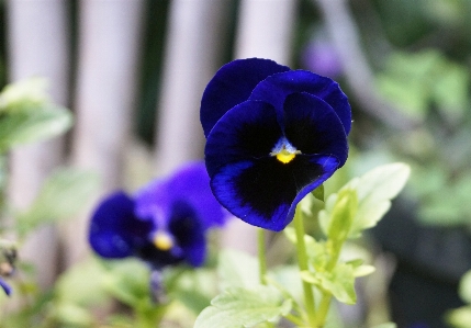 Flower plant petal purple Photo