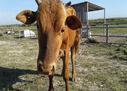 Cows livestock green animal husbandry Photo