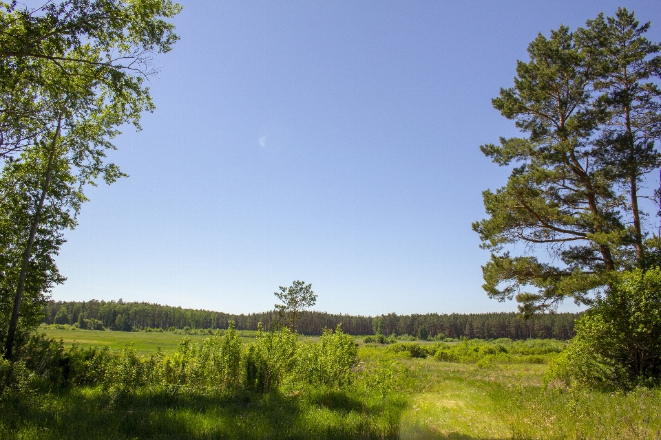 Landscape trees field summer