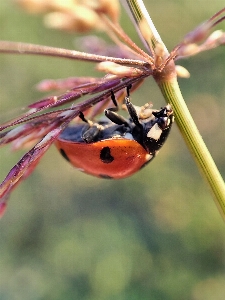 Nature pollinator insect plant Photo