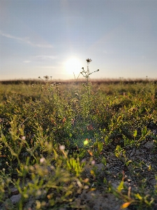 Sun sky plant flower Photo