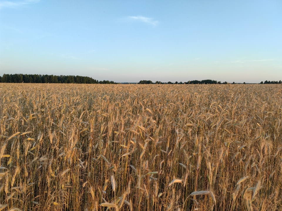 Sky field barley wheat