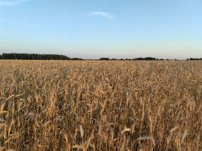 Sky field barley wheat Photo